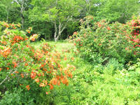 GRSM Accuracy Assessment. Plot Code: GRSM_AA_0873_2