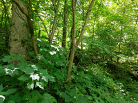 Plot Code: GRSM_AA_0544_6