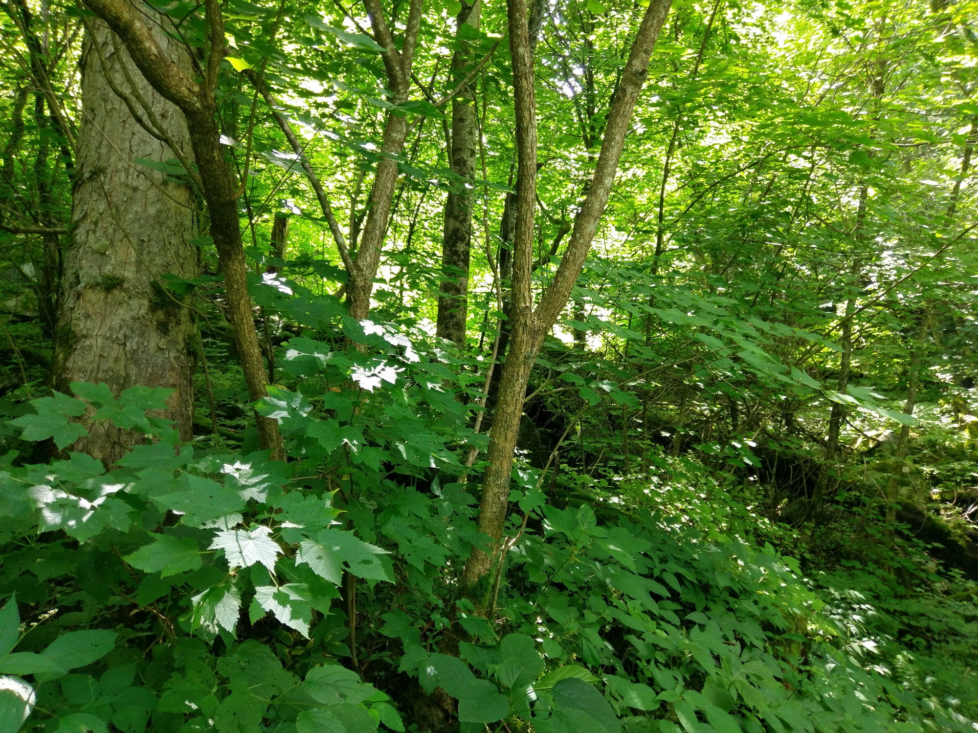 Plot Code: GRSM_AA_0544_6