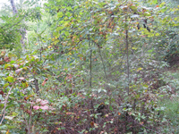 GRSM Accuracy Assessment. Plot Code: GRSM_AA_0680_3