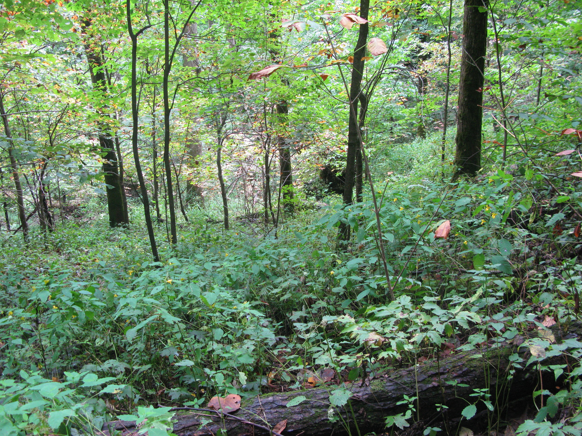 GRSM Accuracy Assessment. Plot Code: GRSM_AA_0485_3