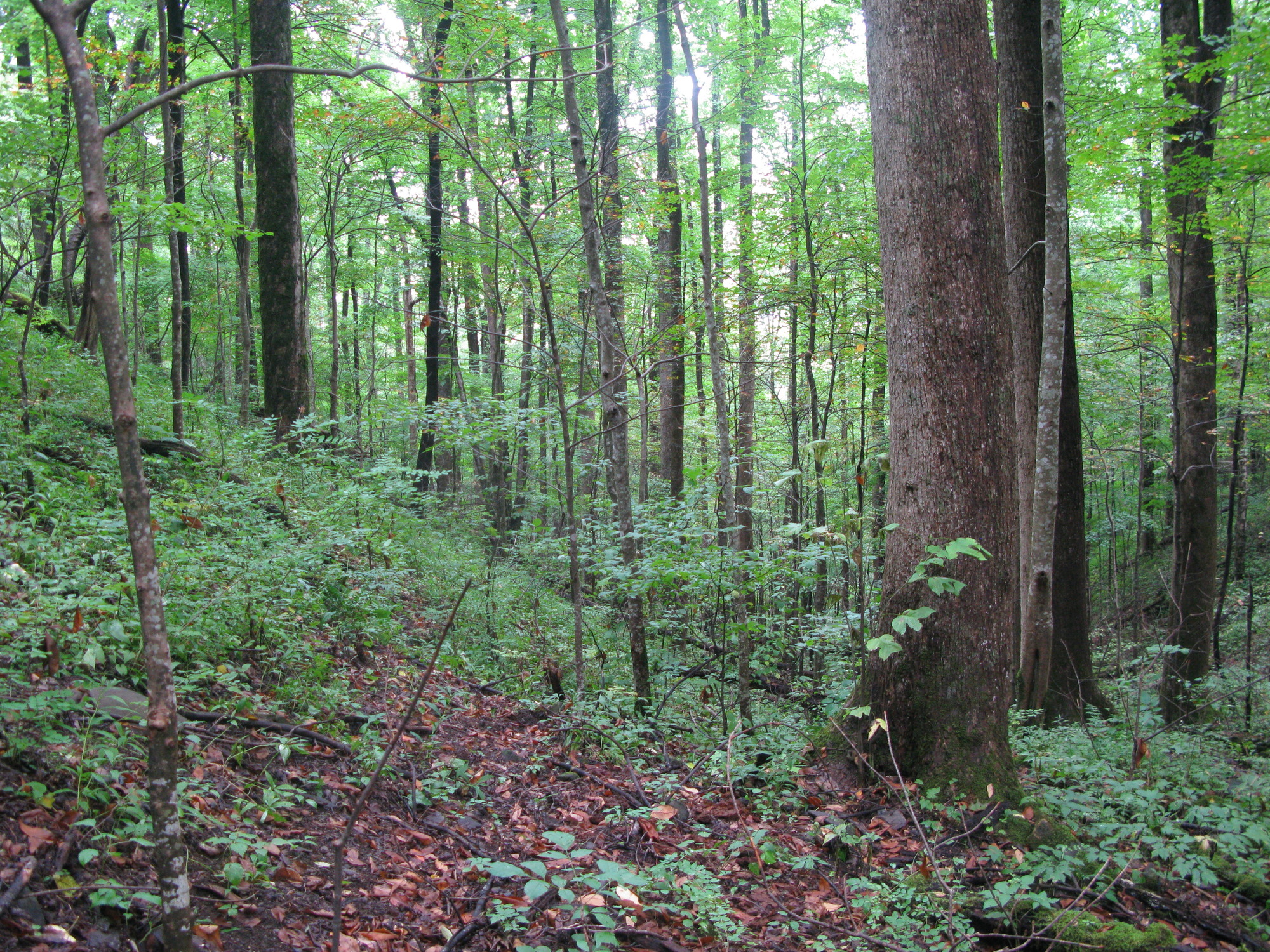 GRSM Accuracy Assessment. Plot Code: GRSM_AA_0679_2