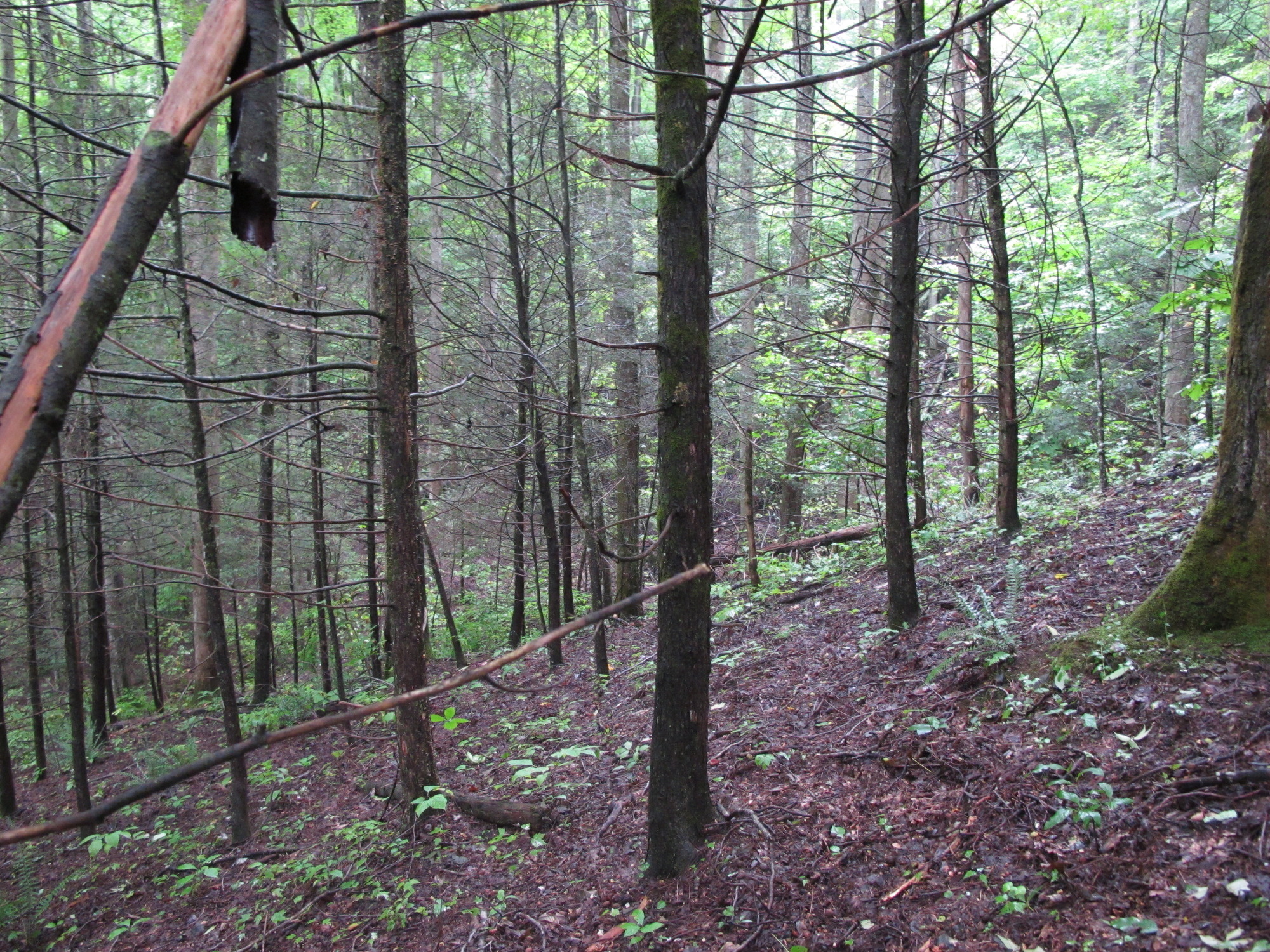 GRSM Accuracy Assessment. Plot Code: GRSM_AA_0538_4