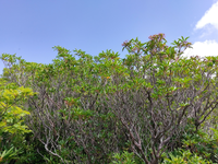 Plot Code: GRSM_AA_0389_2