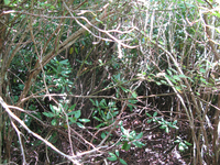 GRSM Accuracy Assessment. Plot Code: GRSM_AA_0568_4