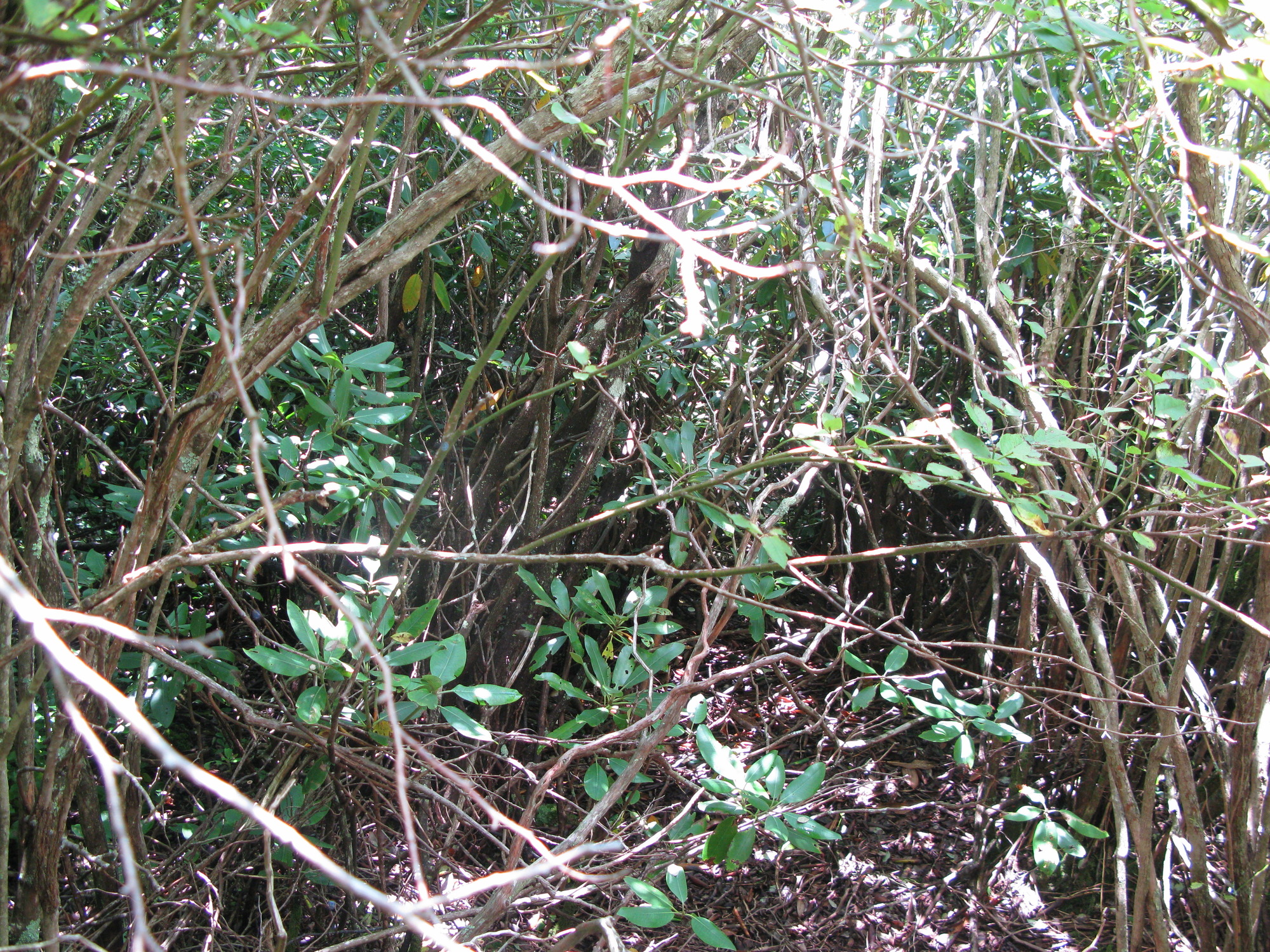 GRSM Accuracy Assessment. Plot Code: GRSM_AA_0568_4