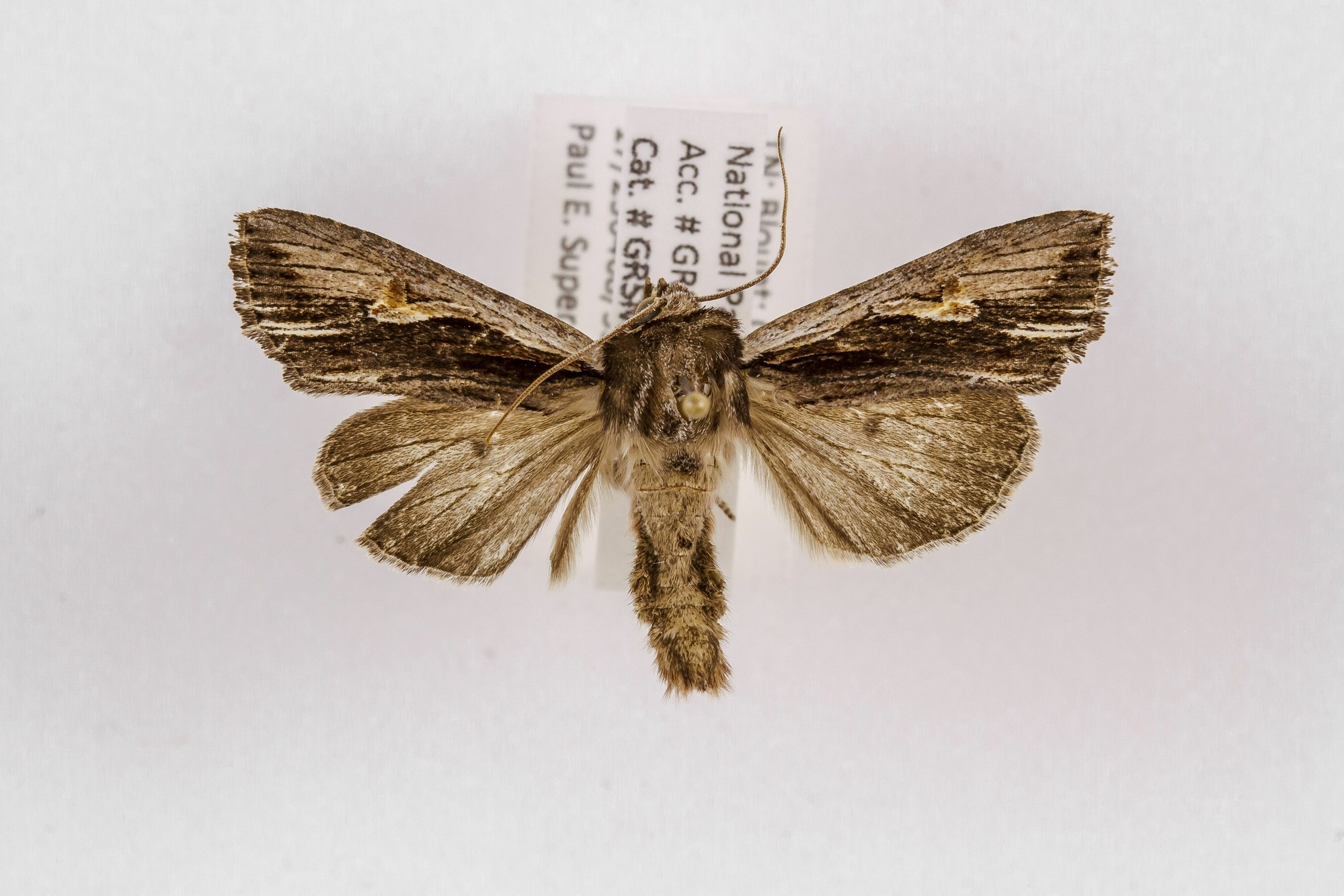 Image of Morrisonia evicta, a species of Animalia