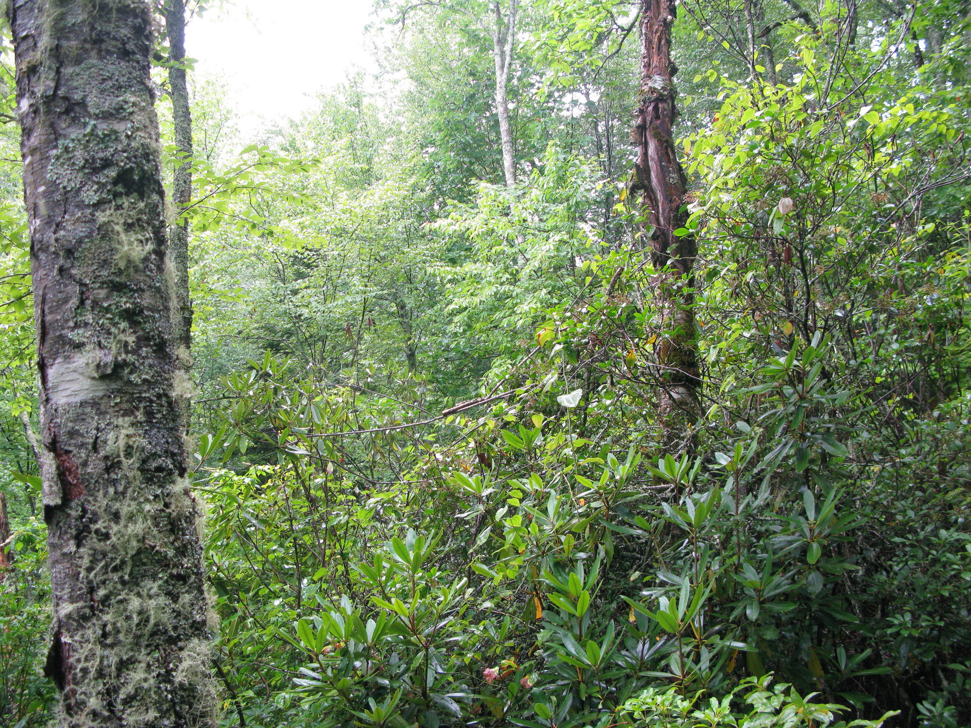 GRSM Accuracy Assessment. Plot Code: GRSM_AA_0067_6