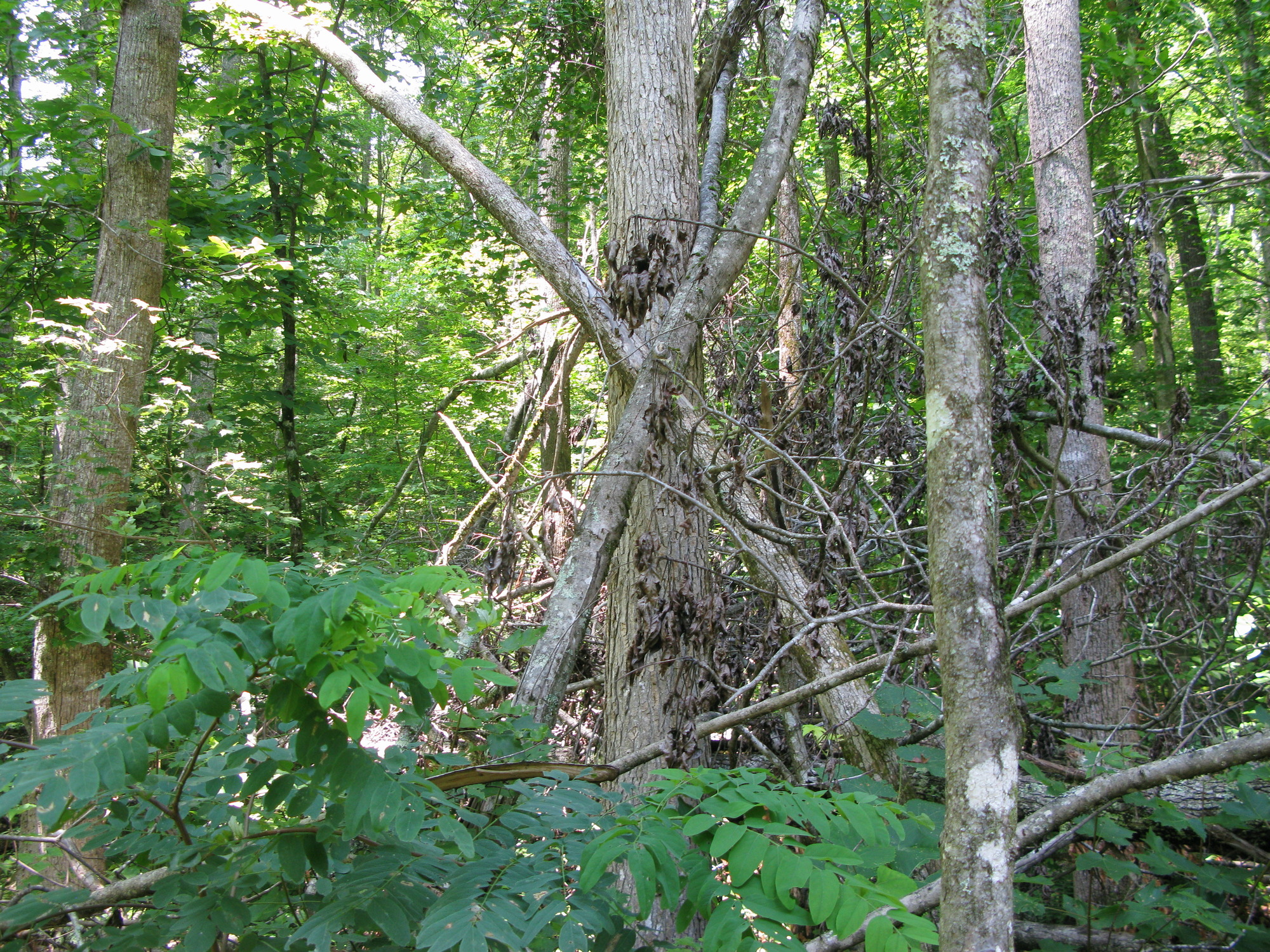 GRSM Accuracy Assessment. Plot Code: GRSM_AA_0284_5