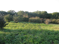 GRSM Accuracy Assessment. Plot Code: GRSM_AA_0305_4