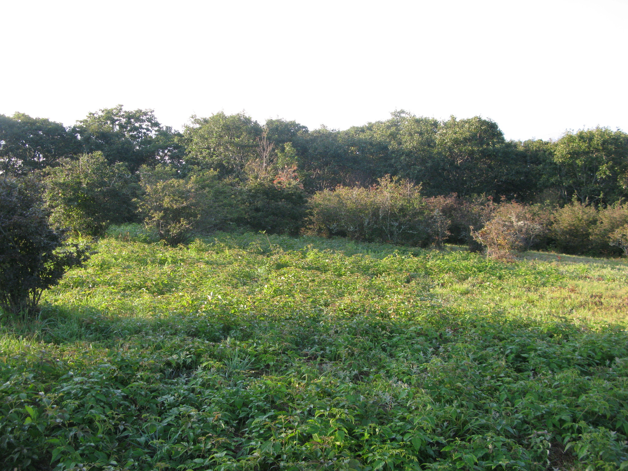 GRSM Accuracy Assessment. Plot Code: GRSM_AA_0305_4