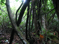 GRSM Accuracy Assessment. Plot Code: GRSM_AA_0384_5