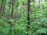 GRSM Accuracy Assessment. Plot Code: GRSM_AA_0567