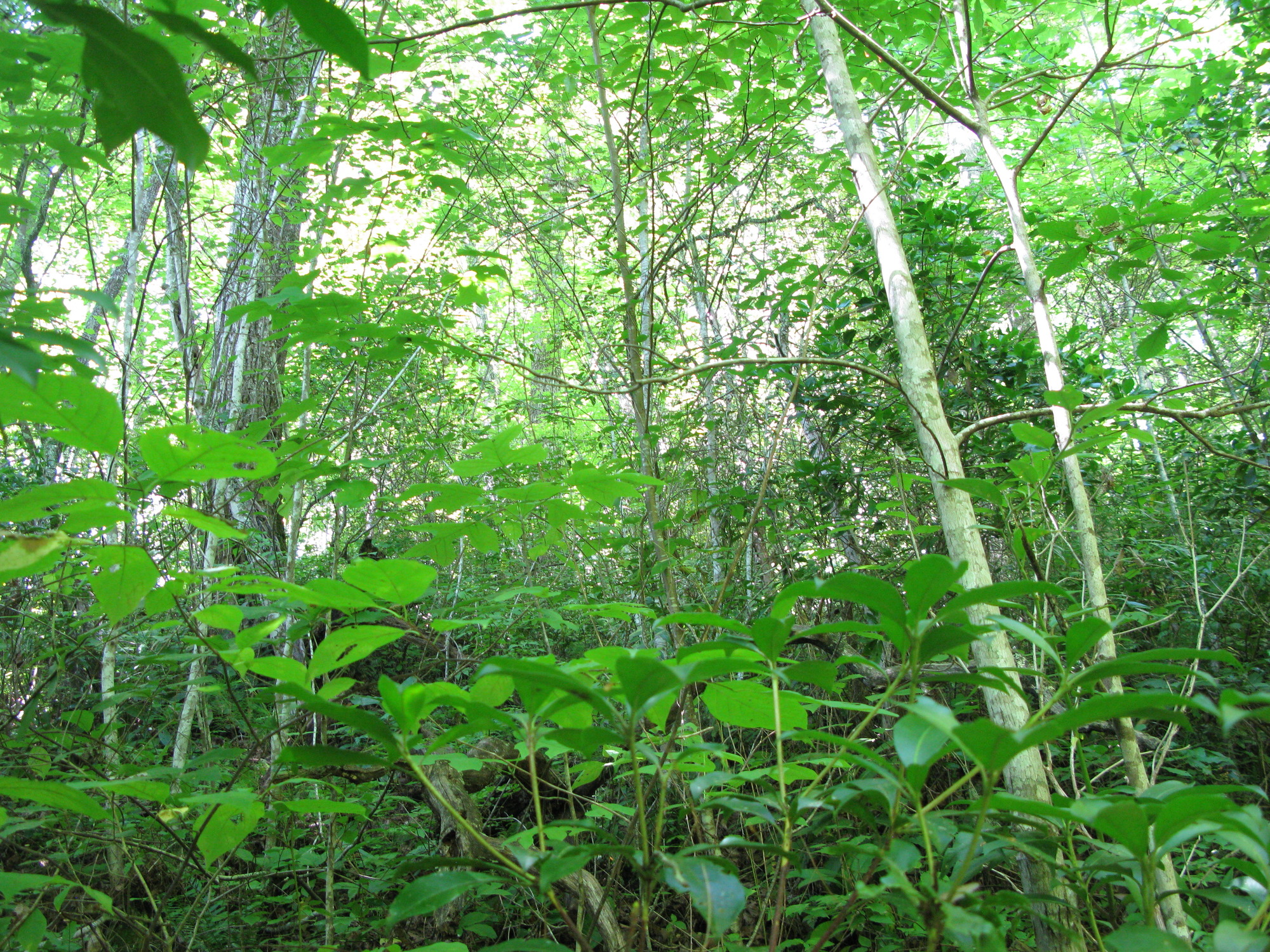 GRSM Accuracy Assessment. Plot Code: GRSM_AA_0271_5