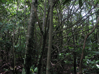 GRSM Accuracy Assessment. Plot Code: GRSM_AA_0375