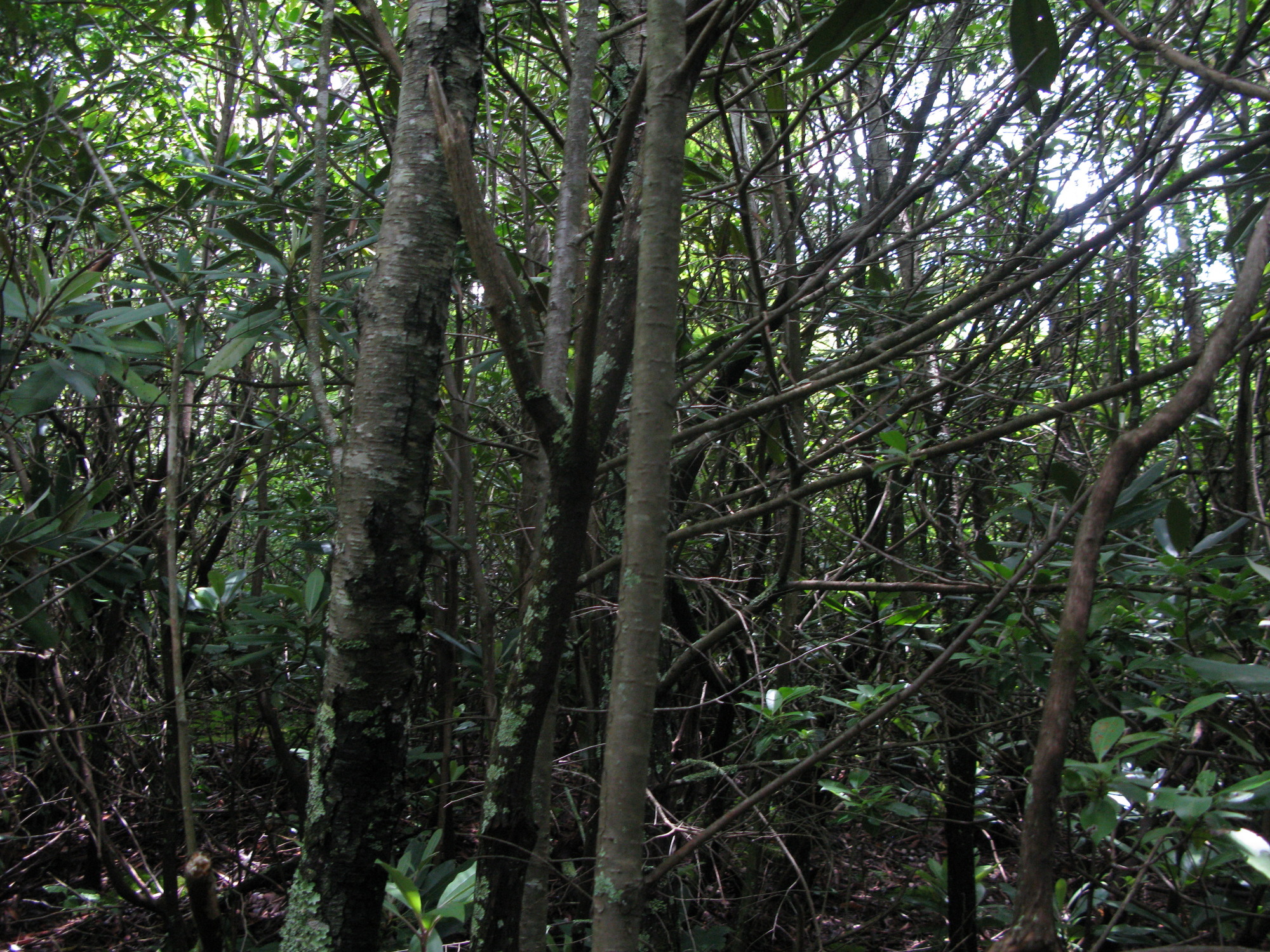 GRSM Accuracy Assessment. Plot Code: GRSM_AA_0375