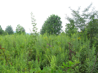 GRSM Accuracy Assessment. Plot Code: GRSM_AA_0696_5