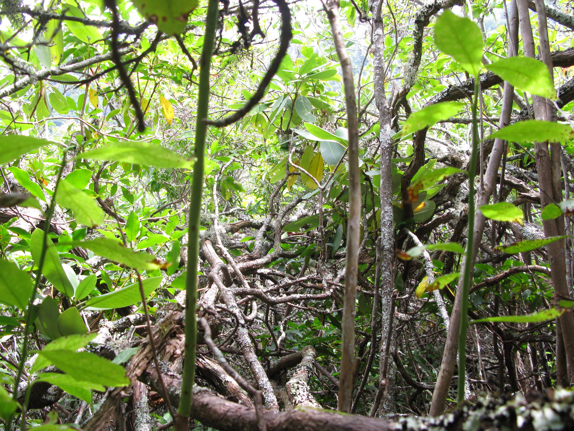 GRSM Accuracy Assessment. Plot Code: GRSM_AA_0072_3