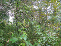 GRSM Accuracy Assessment. Plot Code: GRSM_AA_0355_4