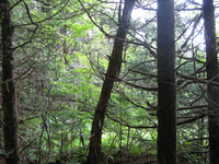 GRSM Accuracy Assessment. Plot Code: GRSM_AA_0115_3