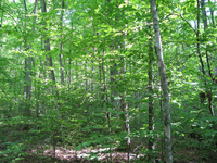 GRSM Accuracy Assessment. Plot Code: GRSM_AA_0133_2