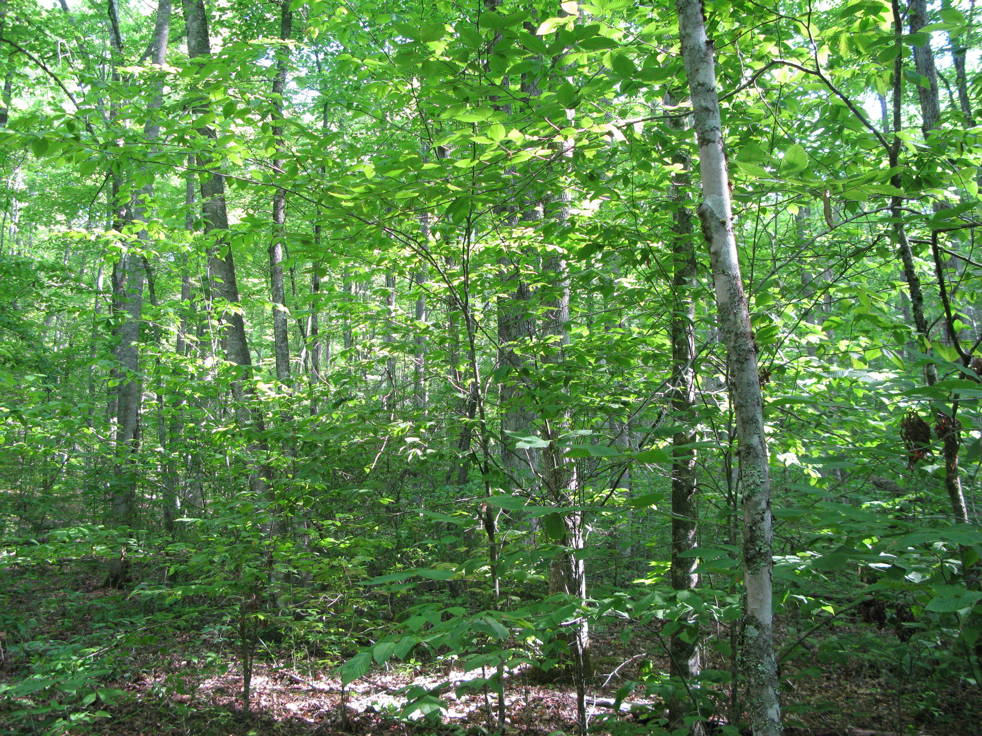 GRSM Accuracy Assessment. Plot Code: GRSM_AA_0133_2