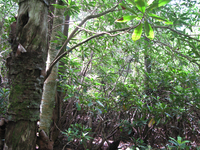 GRSM Accuracy Assessment. Plot Code: GRSM_AA_0134_4