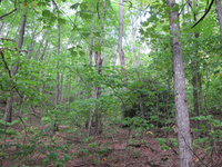 GRSM Accuracy Assessment. Plot Code: GRSM_AA_0783_2