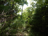 GRSM Accuracy Assessment. Plot Code: GRSM_AA_0714_4