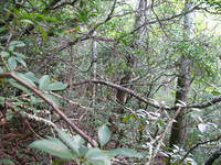 GRSM Accuracy Assessment. Plot Code: GRSM_AA_0631_3