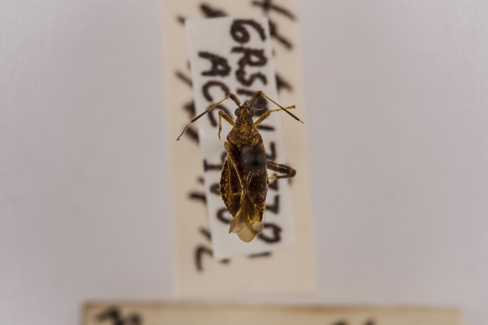 Image of Neurocolpus nubilus, a species of Animalia