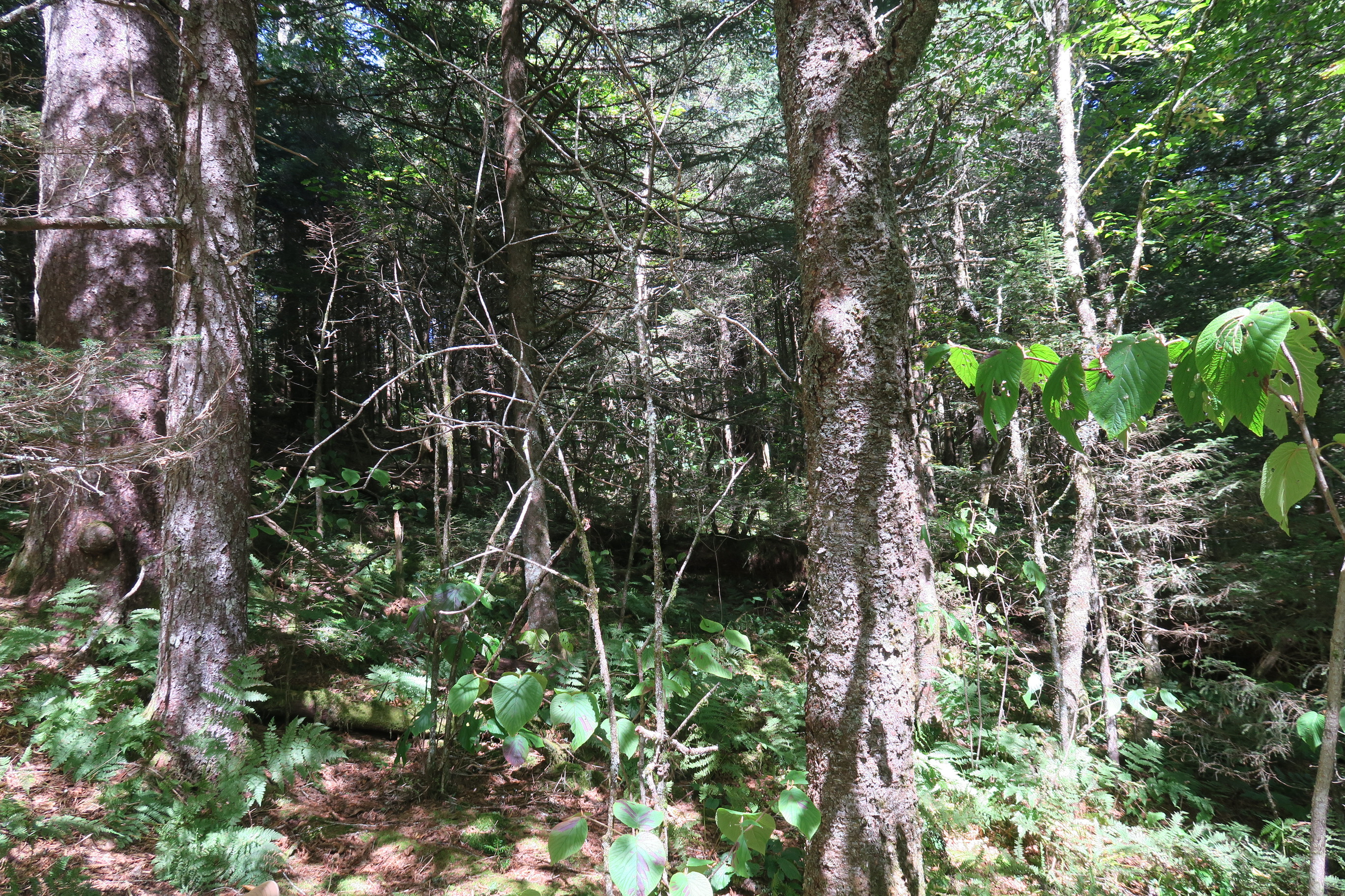 GRSM Accuracy Assessment. Plot Code: GRSM_AA_0763_2