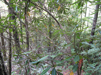 GRSM Accuracy Assessment. Plot Code: GRSM_AA_0268_5