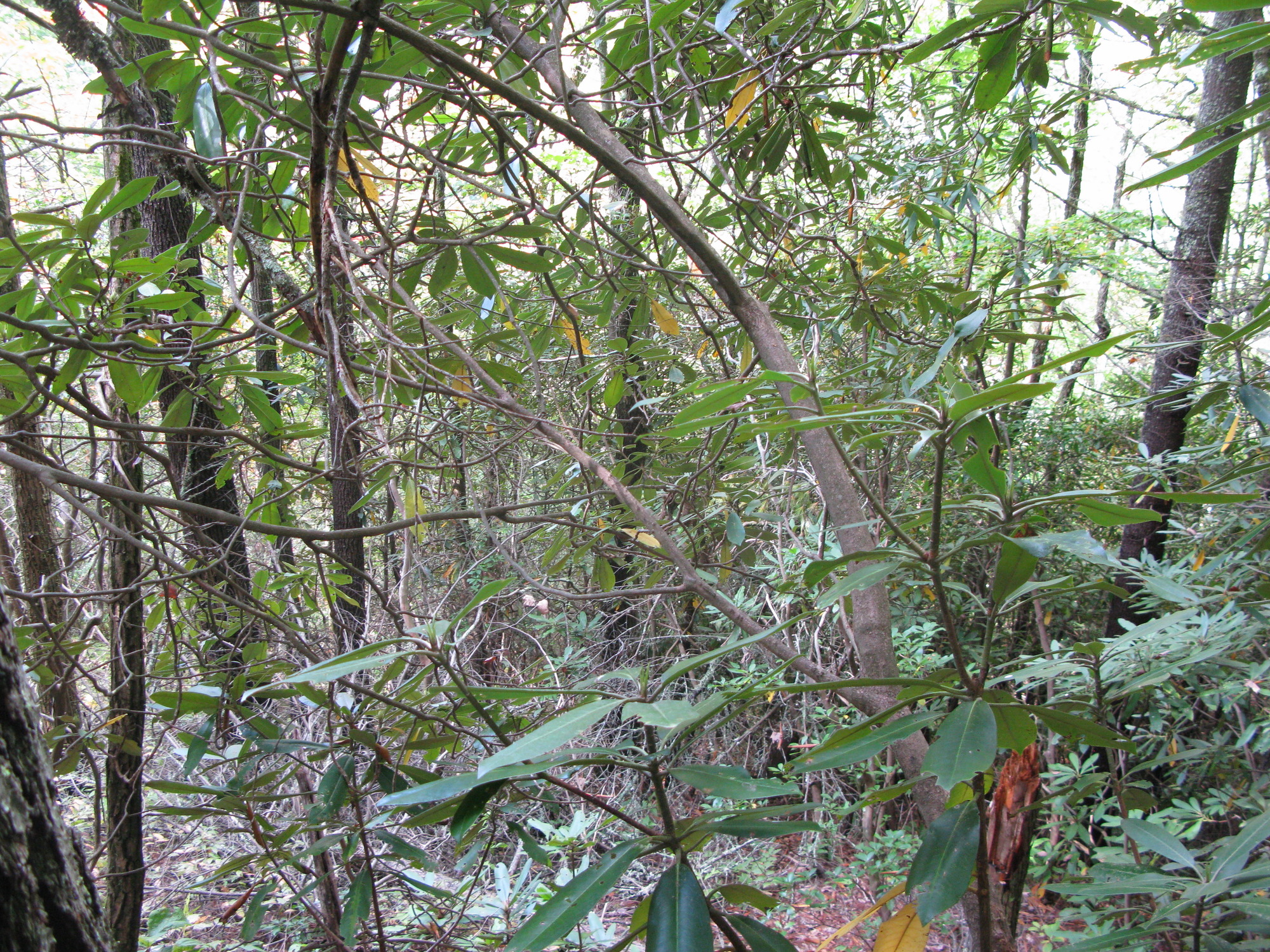 GRSM Accuracy Assessment. Plot Code: GRSM_AA_0268_5