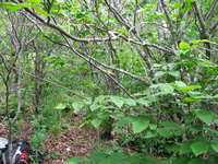 GRSM Accuracy Assessment. Plot Code: GRSM_AA_0055_2