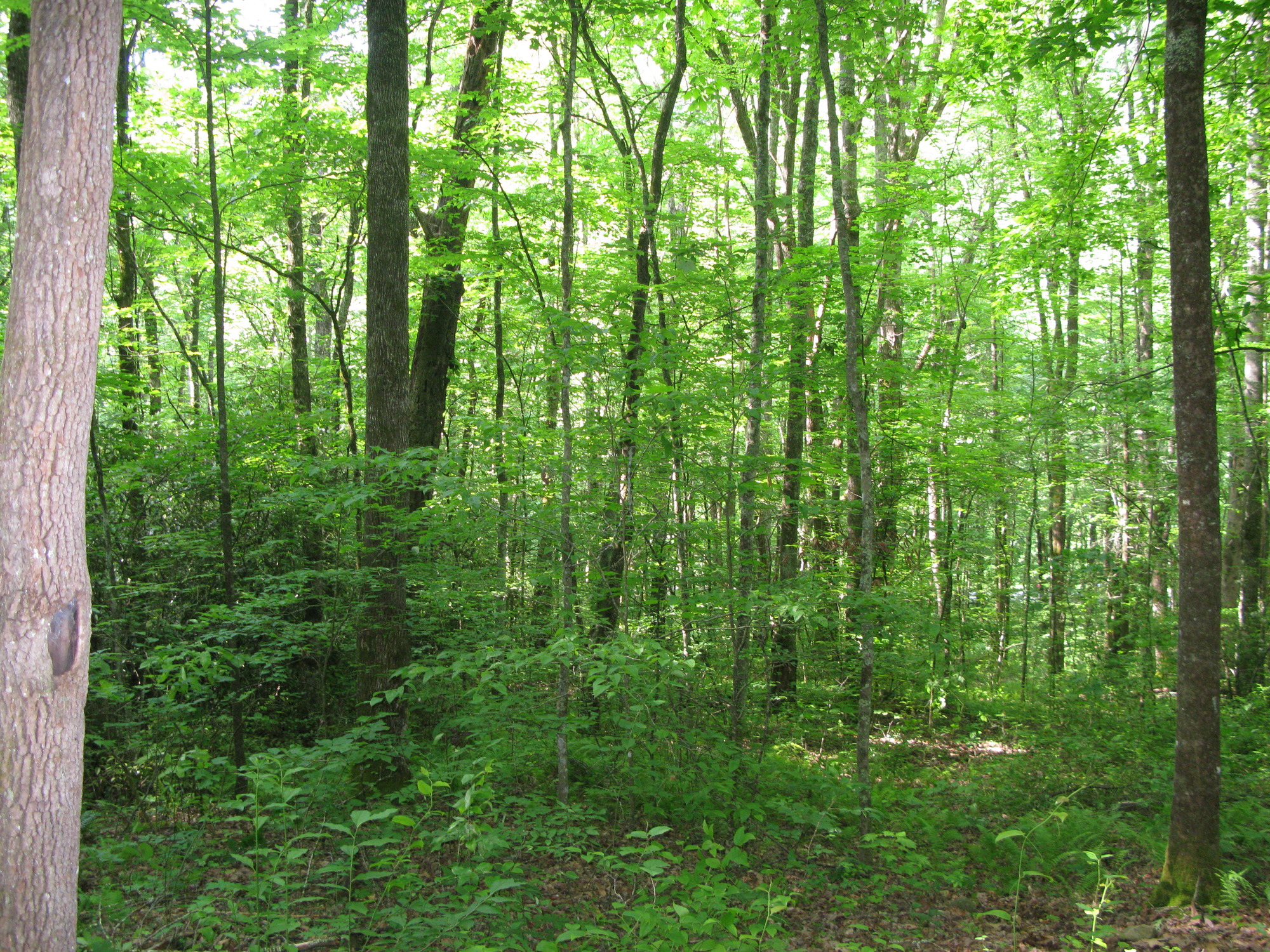 GRSM Accuracy Assessment. Plot Code: GRSM_AA_0133_4