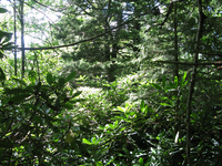 GRSM Accuracy Assessment. Plot Code: GRSM_AA_0119_6