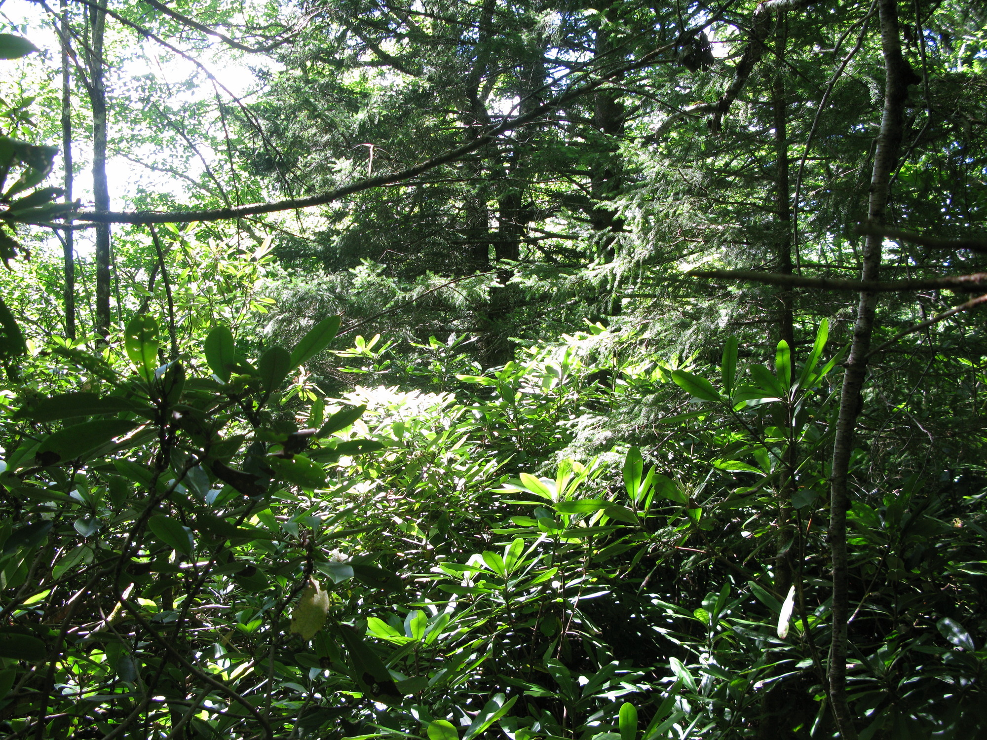 GRSM Accuracy Assessment. Plot Code: GRSM_AA_0119_6