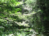 GRSM Accuracy Assessment. Plot Code: GRSM_AA_0928_2