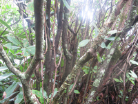 GRSM Accuracy Assessment. Plot Code: GRSM_AA_0443_3