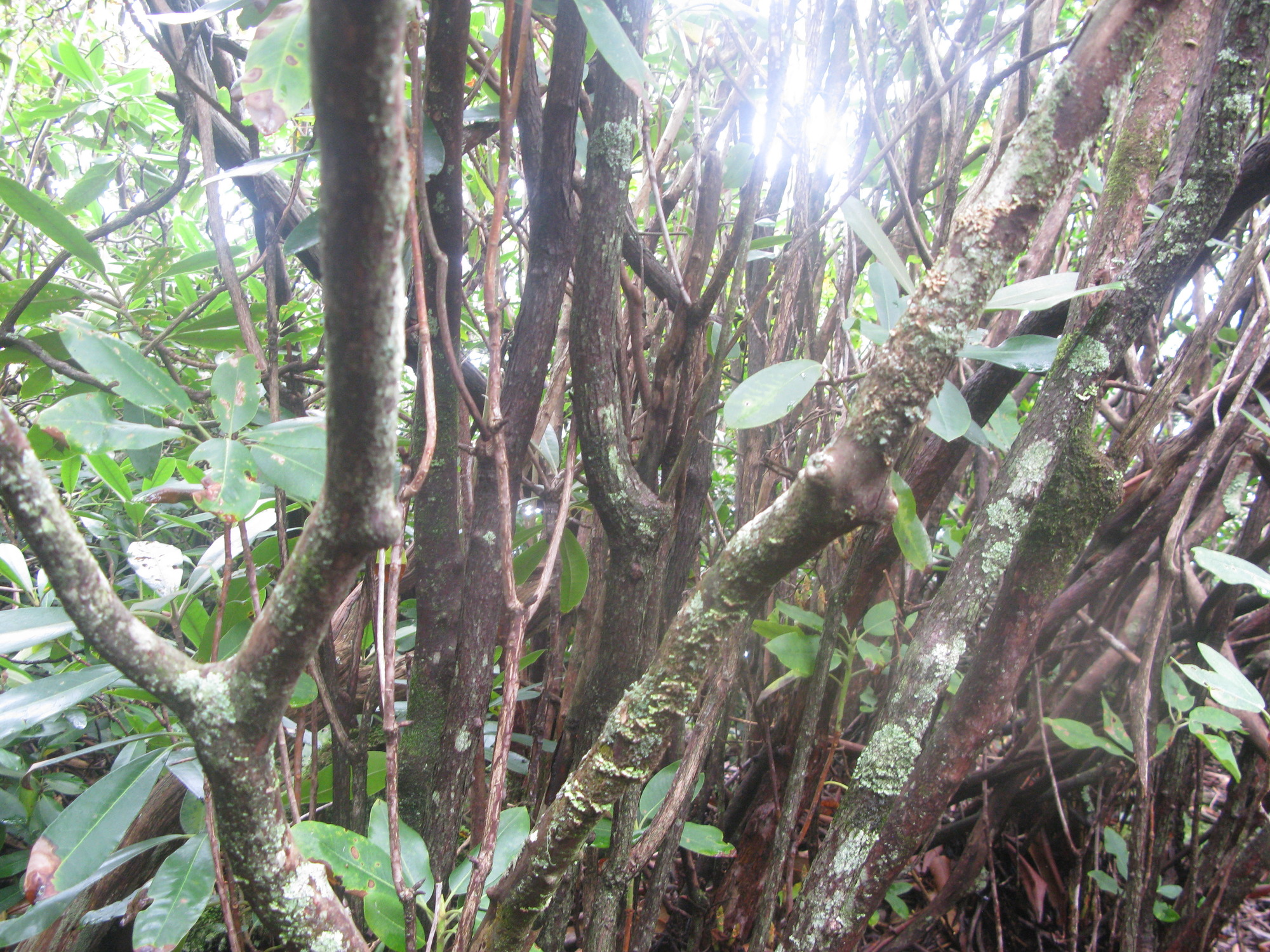 GRSM Accuracy Assessment. Plot Code: GRSM_AA_0443_3