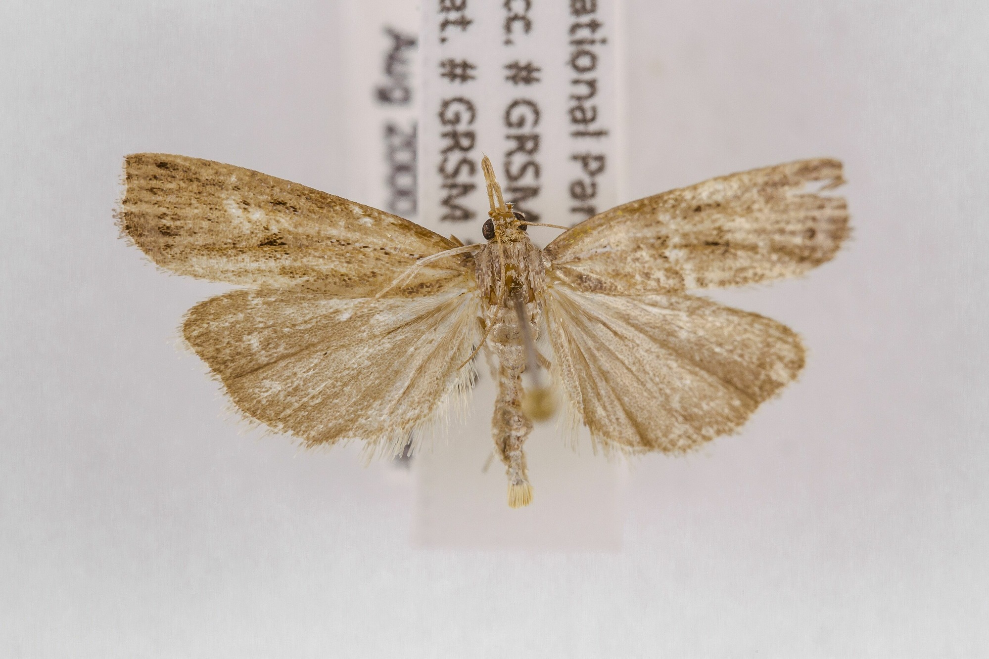 Image of Fissicrambus mutabilis, a species of Animalia