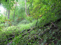 GRSM Accuracy Assessment. Plot Code: GRSM_AA_0485_4