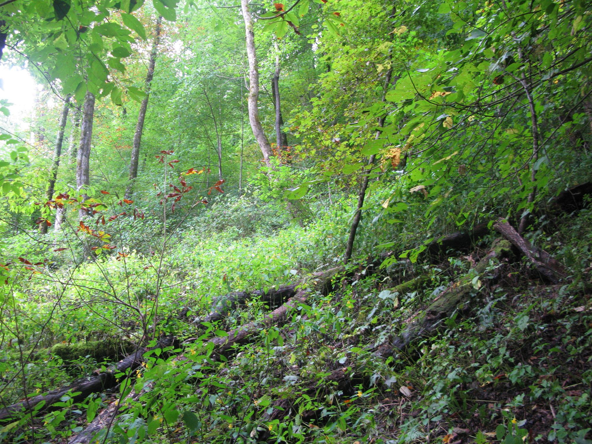 GRSM Accuracy Assessment. Plot Code: GRSM_AA_0485_4