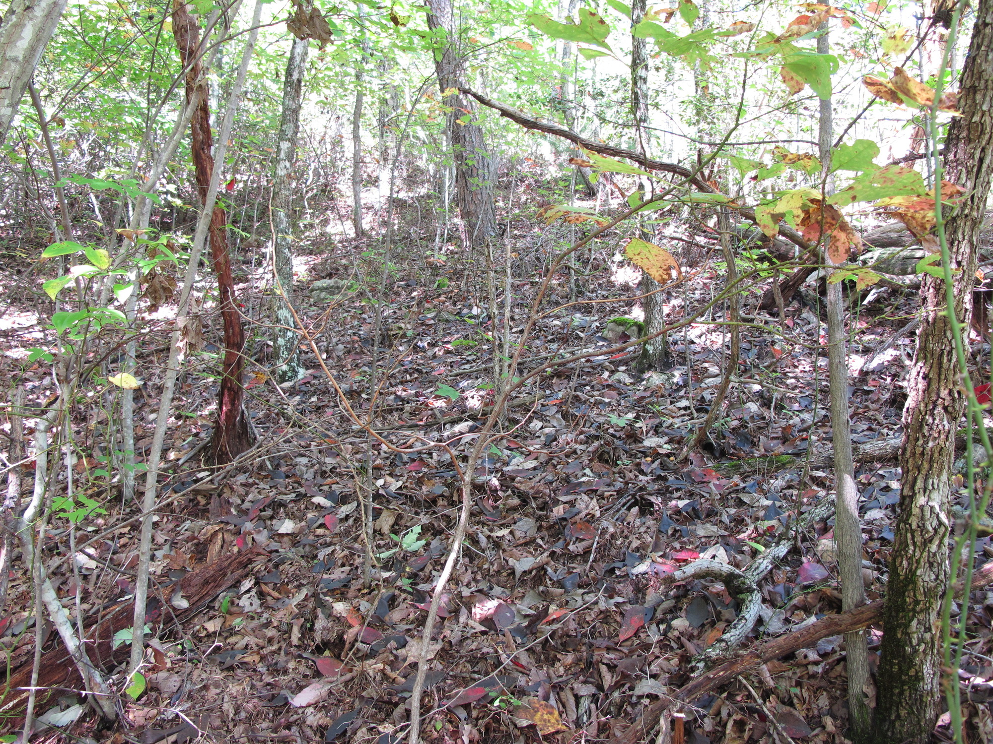 GRSM Accuracy Assessment. Plot Code: GRSM_AA_0460_2