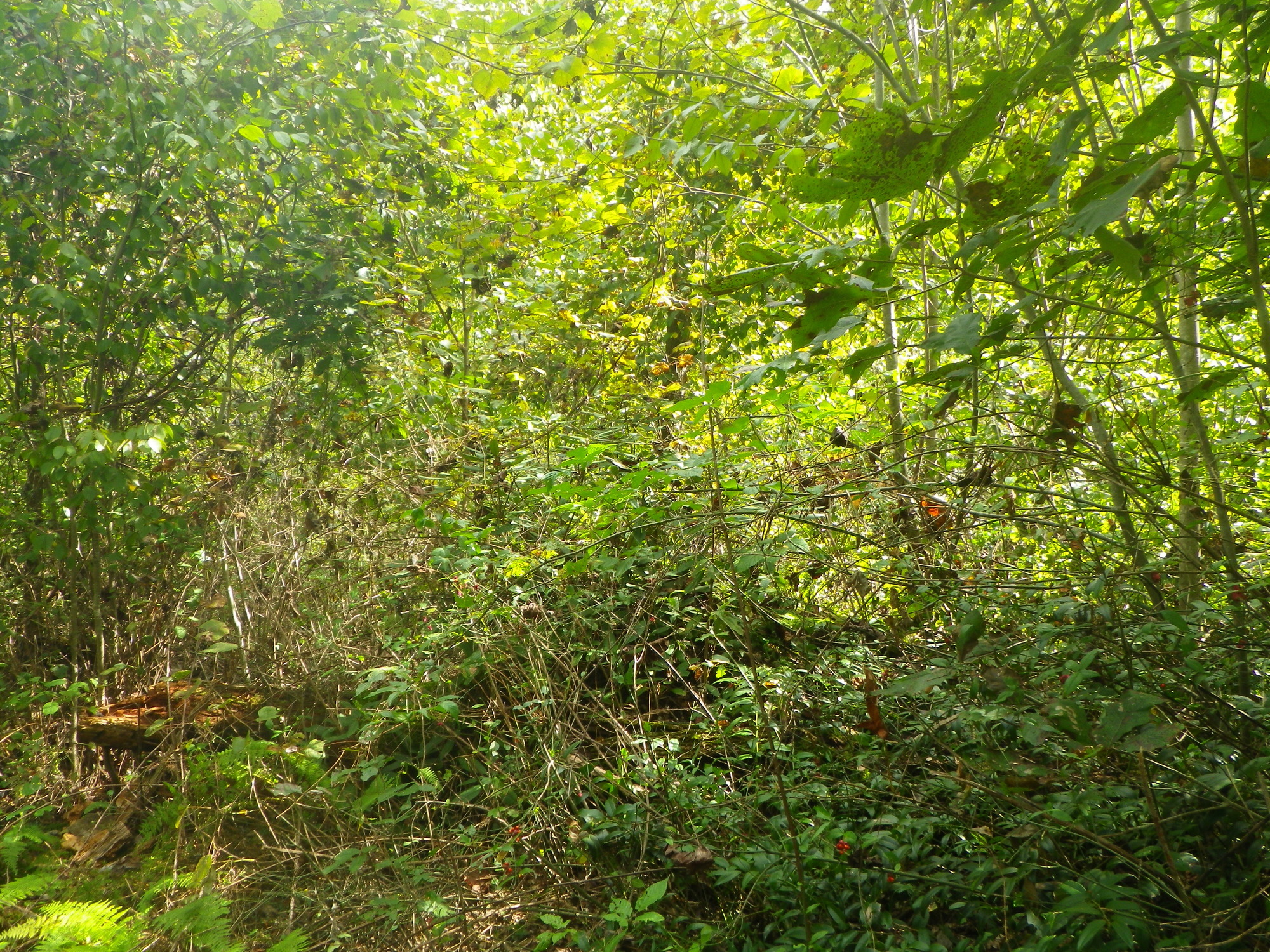 GRSM Accuracy Assessment. Plot Code: GRSM_AA_0535_6