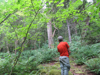 GRSM Accuracy Assessment. Plot Code: GRSM_AA_0874_4