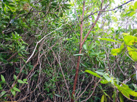 Plot Code: GRSM_AA_0404_6