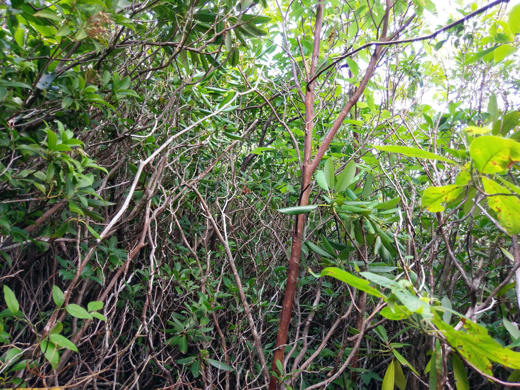 Plot Code: GRSM_AA_0404_6