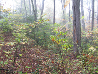 GRSM Accuracy Assessment. Plot Code: GRSM_AA_0238_6